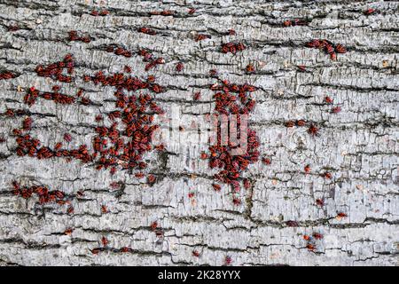 Rote Käfer sonnen sich in der Sonne auf Baumrinde. Herbstsoldaten für Käfer Stockfoto