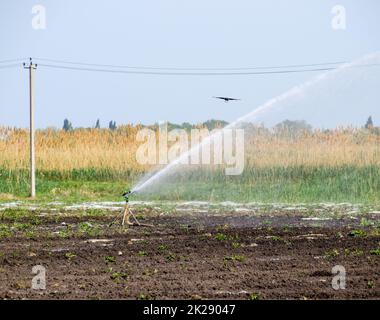 Das Bewässerungssystem im Bereich der Melonen. Die Bewässerung der Felder. Sprinklerschutz Stockfoto