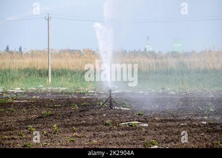 Das Bewässerungssystem im Bereich der Melonen. Die Bewässerung der Felder. Sprinklerschutz Stockfoto