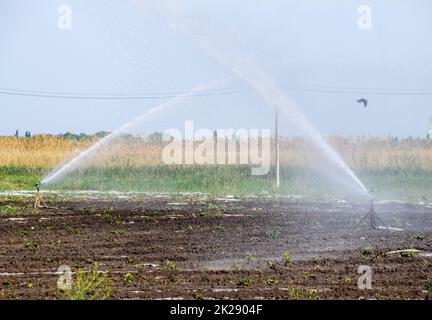 Das Bewässerungssystem im Bereich der Melonen. Die Bewässerung der Felder. Sprinklerschutz Stockfoto