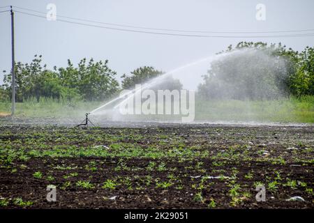 Das Bewässerungssystem im Bereich der Melonen. Die Bewässerung der Felder. Sprinklerschutz Stockfoto