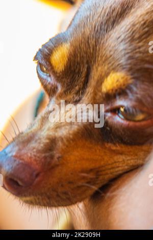 Russischer Spielzeug-Terrier-Hund schläft müde im Auto Mexiko. Stockfoto