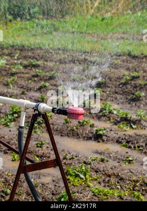 Sprinkler für die Bewässerung im Garten. Bewässerung im Garten Stockfoto