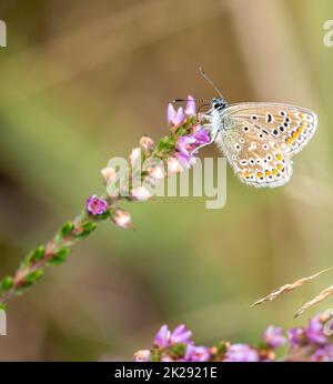 Weibliche gewöhnliche blaue Schmetterling nectaring auf gemeinsamen Heidekraut Blumen. Stockfoto