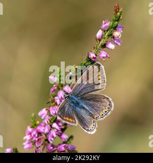 Weibliche gewöhnliche blaue Schmetterling nectaring auf gemeinsamen Heidekraut Blumen. Stockfoto