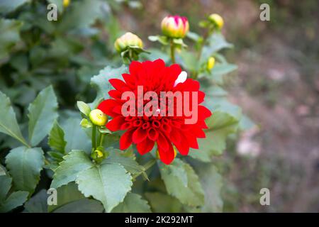 Rote blühende Dahlienblume im Gartenbaum. Stockfoto