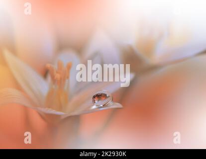 Schönes strukturiertes Makrofoto. Traumblumen. Border Art Design. Magisches Licht. Nahaufnahmen. Konzeptionelles abstraktes Bild. Gelber und orangefarbener Hintergrund. Fantasievolle Blumenkunst. Kreative Tapete. Wunderschöner Naturhintergrund. Atemberaubende Frühlingsblume. Wassertropfen. Stockfoto