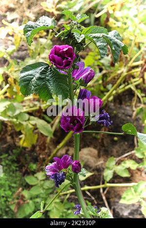 Nahaufnahme der violetten Blütenblätter auf einer Malchpflanze Stockfoto