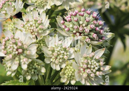 Makroansicht von rosa und weißen Sternwürzeblüten Stockfoto