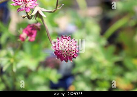 Zarte Ansicht der rosa Masterwürze Blütenköpfe Stockfoto