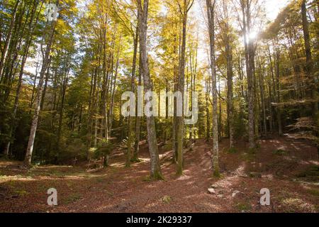 Cansiglio Wald Herbstansicht. Naturlandschaft Stockfoto