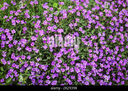 Flache Tiefenschärfe Foto (nur einige Blüten im Fokus) - kleine lila Blumen, grünen Blättern. Abstrakte Frühling Hintergrund. Stockfoto