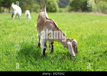 Kleine braune anglo Nubier Ziege Baby Kind Beweidung auf die Sonne beleuchtete Wiese, mehr Ziegen im Hintergrund. Stockfoto