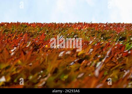 Rot Braun und gelb gefärbte Efeu wächst an den Wänden, blauen und weißen Himmel in der Ferne. Abstrakt Herbst Hintergrund. Stockfoto