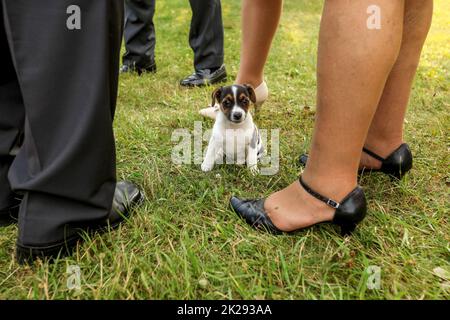 Kleine Jack Russell Terrier Welpen Stehend auf dem Gras, erwachsene Beine in formelle Schuhe und Hosen um. Stockfoto