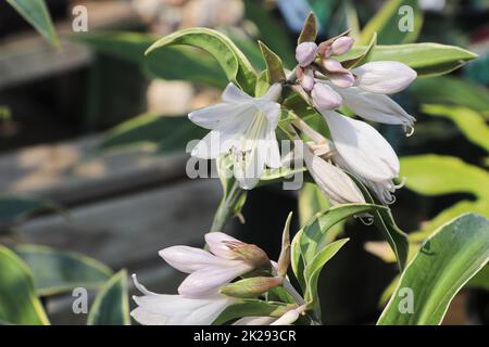 Zarte rosa Blüten auf einer Hostapflanze Stockfoto