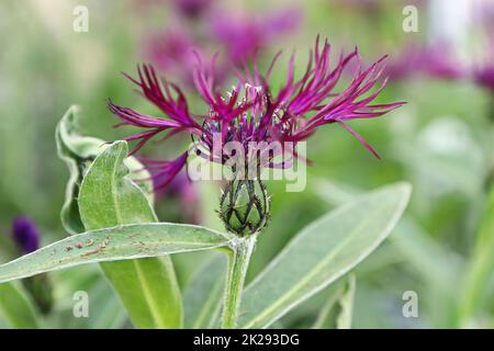 Nahaufnahme einer violetten Knospenblüte Stockfoto