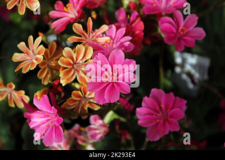 Nahaufnahme der zarten Blütenblätter einer lewisia-Pflanze Stockfoto