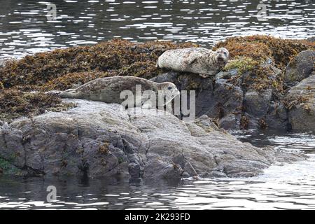 Im Sommer sonnen sich gewöhnliche Robben auf Felsen Stockfoto