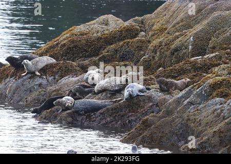 Im Sommer sonnen sich gewöhnliche Robben auf Felsen Stockfoto