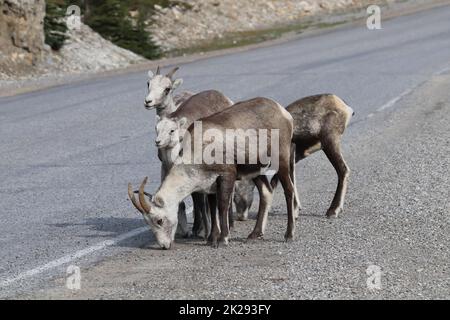 Nahaufnahme von Bergschafen, die Salz auf der Autobahn lecken Stockfoto