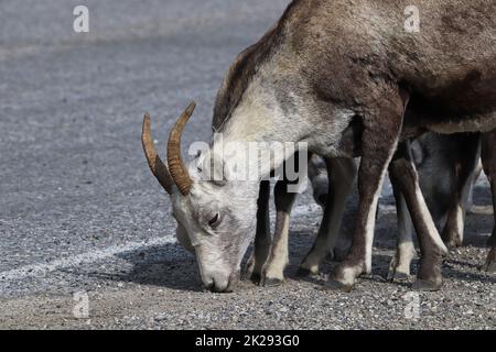 Nahaufnahme von Bergschafen, die Salz auf der Autobahn lecken Stockfoto