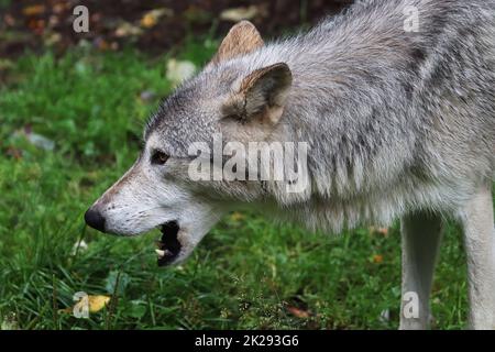 Seitenansicht Porträt des Kopfes eines Wolfes Stockfoto