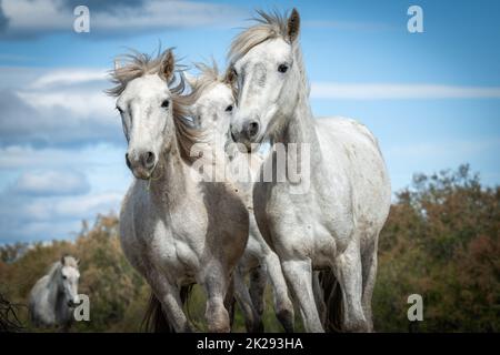 Weiße Pferde in der Camargue Stockfoto