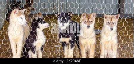Husky-Welpen in der Hundehütte. Selektiver Fokus Stockfoto