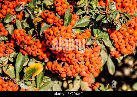 Orange Herbst Beeren der Holzbär mit grünen Blättern auf einen Busch. Bürste berry Stockfoto