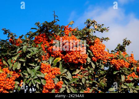 Orange Herbst Beeren der Holzbär mit grünen Blättern auf einen Busch. Bürste berry Stockfoto