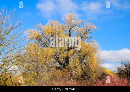 Gelbe Weide verlässt. Willow Tree im Herbst. Stockfoto