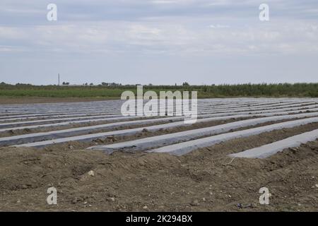 Gewächshäuser aus Polymerfolie. Frühling in den Gewächshäusern Stockfoto