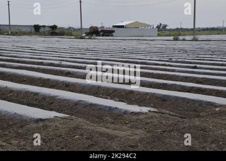 Gewächshäuser aus Polymerfolie. Frühling in den Gewächshäusern Stockfoto