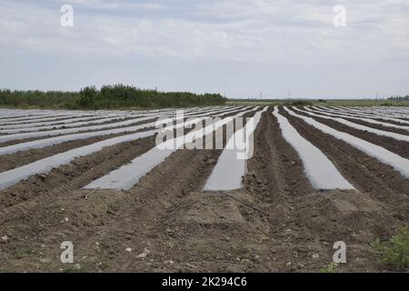 Gewächshäuser aus Polymerfolie. Frühling in den Gewächshäusern Stockfoto