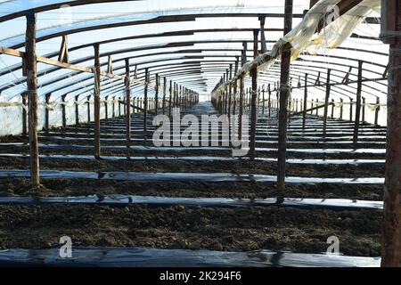 Gewächshäuser aus Polymerfolie. Frühling in den Gewächshäusern Stockfoto
