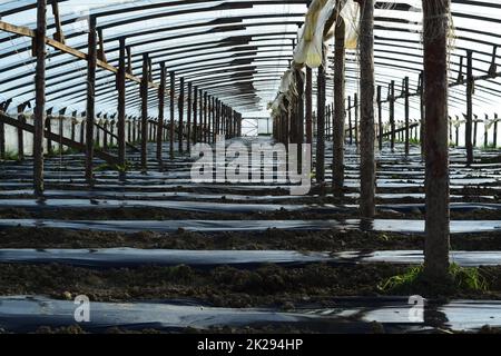 Gewächshäuser aus Polymerfolie. Frühling in den Gewächshäusern Stockfoto