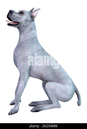 3D-Rendering Blue Grat Däne Hund auf Weiß Stockfoto