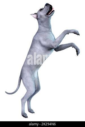 3D-Rendering Blue Grat Däne Hund auf Weiß Stockfoto