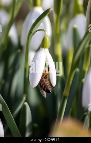 Honigbienen-Bestäuber am ersten Frühling Schneeflocken Blüten sammeln Pollen und Nektar für saisonalen Honig im februar mit weißen Blütenblättern und weißen Blüten in Makroansicht mit schönem Bokeh und viel Platz zum Kopieren Stockfoto