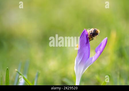 Filigrane rosa Krokusblüten in grünem Gras werden im Frühling von fliegenden Insekten wie Honigbienen oder Fliegen bestäubt, als Nahmakro mit verschwommenem Hintergrund in wilder Gartenlandschaft Stockfoto