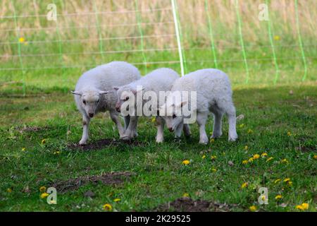 Skudde mit Lamm auf einer Wiese Stockfoto