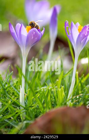 Filigrane rosa Krokusblüten in grünem Gras werden im Frühling von fliegenden Insekten wie Honigbienen oder Fliegen bestäubt, als Nahmakro mit verschwommenem Hintergrund in wilder Gartenlandschaft Stockfoto