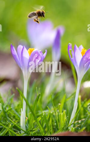 Filigrane rosa Krokusblüten in grünem Gras werden im Frühling von fliegenden Insekten wie Honigbienen oder Fliegen bestäubt, als Nahmakro mit verschwommenem Hintergrund in wilder Gartenlandschaft Stockfoto