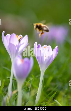 Filigrane rosa Krokusblüten in grünem Gras werden im Frühling von fliegenden Insekten wie Honigbienen oder Fliegen bestäubt, als Nahmakro mit verschwommenem Hintergrund in wilder Gartenlandschaft Stockfoto