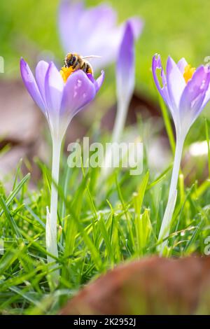 Filigrane rosa Krokusblüten in grünem Gras werden im Frühling von fliegenden Insekten wie Honigbienen oder Fliegen bestäubt, als Nahmakro mit verschwommenem Hintergrund in wilder Gartenlandschaft Stockfoto