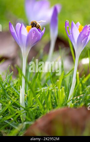 Filigrane rosa Krokusblüten in grünem Gras werden im Frühling von fliegenden Insekten wie Honigbienen oder Fliegen bestäubt, als Nahmakro mit verschwommenem Hintergrund in wilder Gartenlandschaft Stockfoto