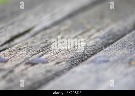 Grauer Holzhintergrund Nahaufnahmen von alten Brettern und graues Holz im Vintage-Stil und Grunge sehen als rustikale raue und antike organische Oberfläche zur Dekoration von Hintergründen oder als natürliches Rahmendesign aus Stockfoto