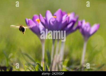 Filigrane rosa Krokusblüten in grünem Gras werden im Frühling von fliegenden Insekten wie Honigbienen oder Fliegen bestäubt, als Nahmakro mit verschwommenem Hintergrund in wilder Gartenlandschaft Stockfoto