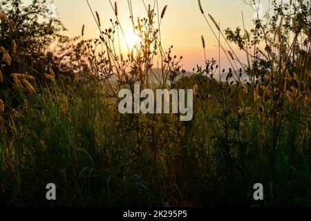 Morgens scheint die Sonne durch hohes Gras Stockfoto